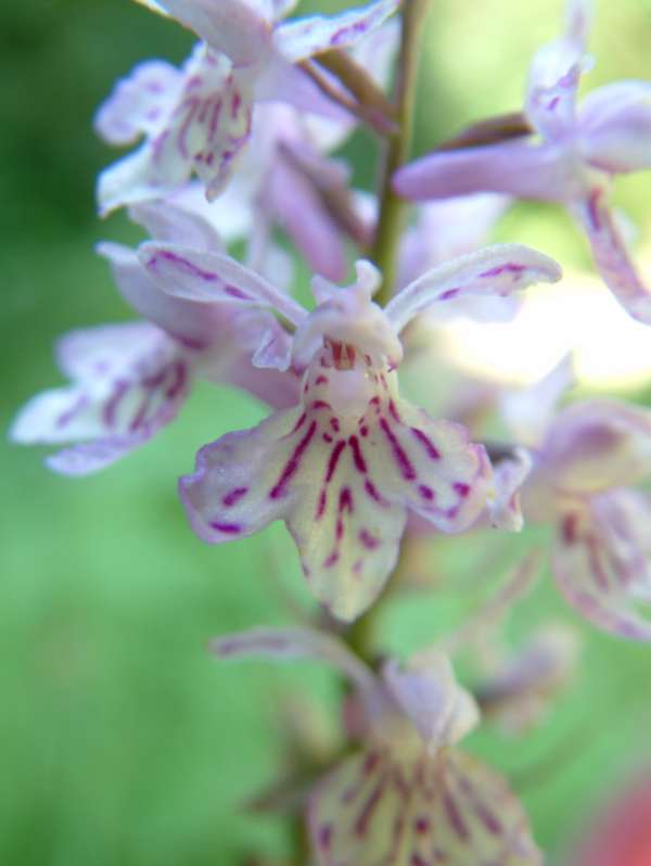 Dactylorhiza maculata subspp.fuchsii: omaggio floreale